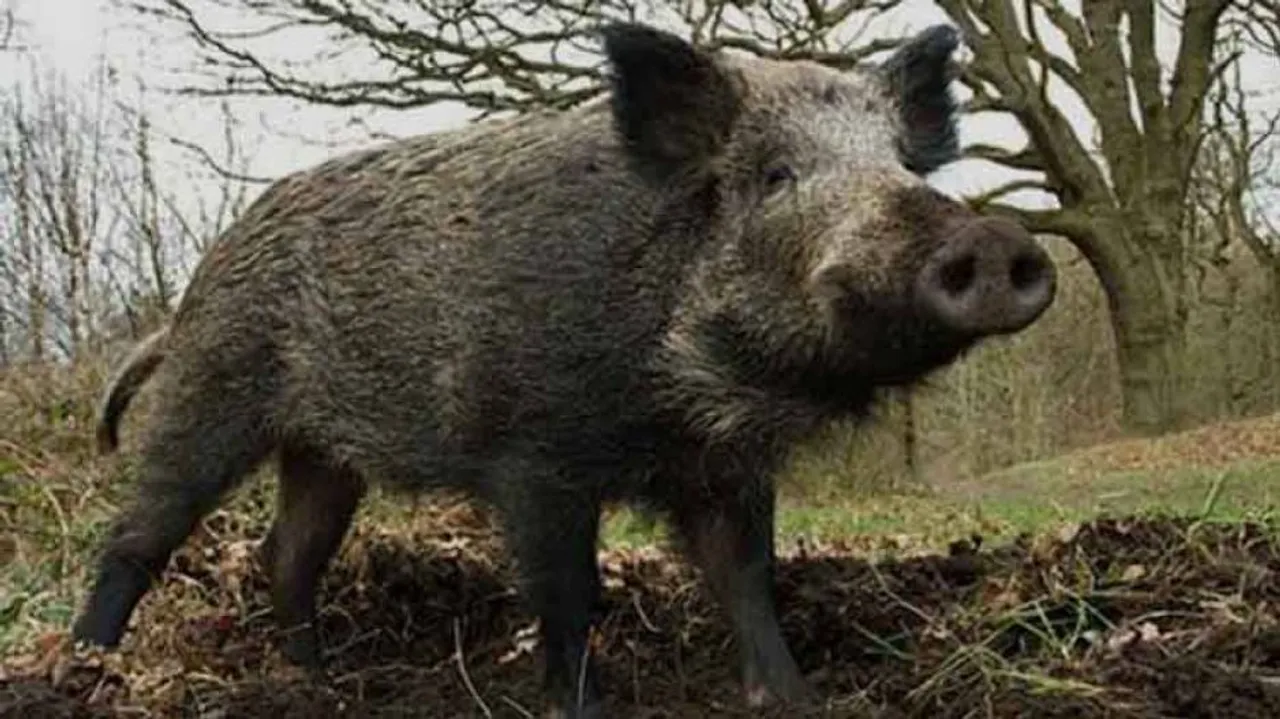 2 women among 5 injured in wild boar attack in Cuttack