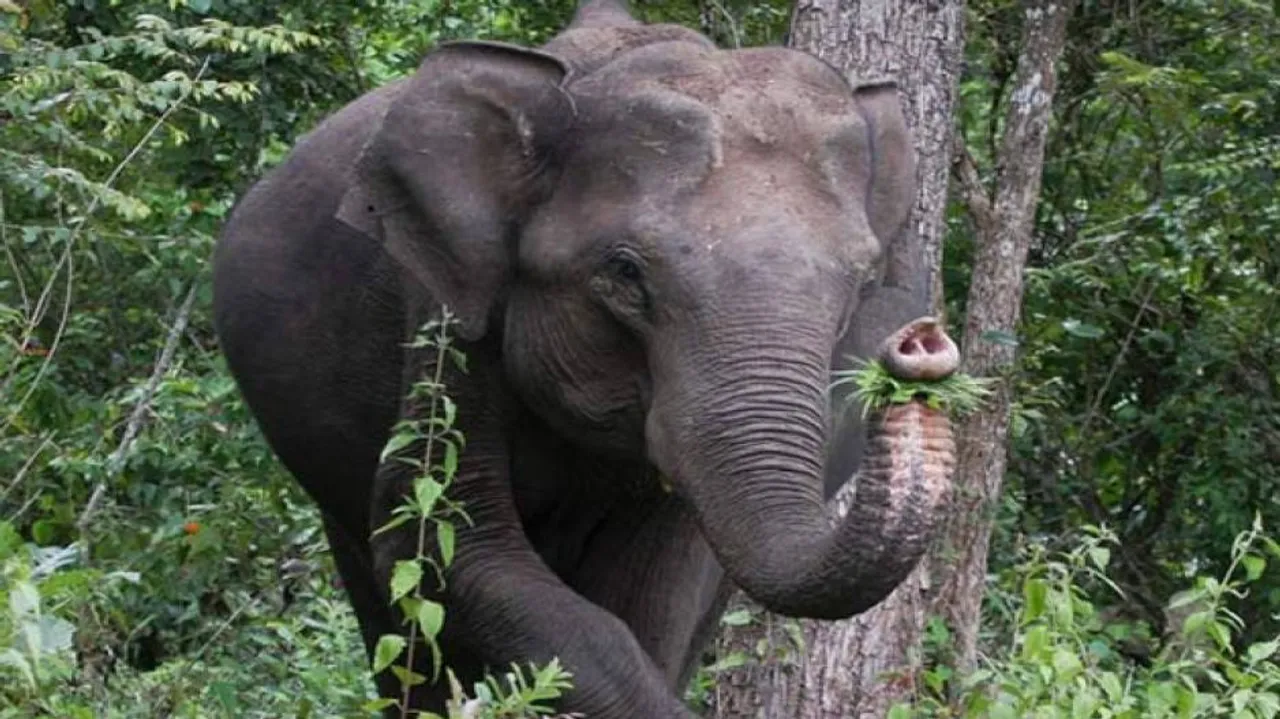 1 killed, 1 injured in elephant attack