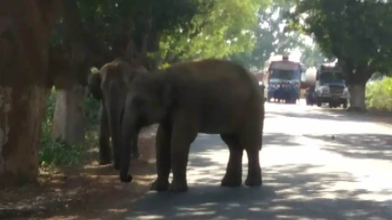 Elephant Tramples Man To Death In Odisha's Sonepur