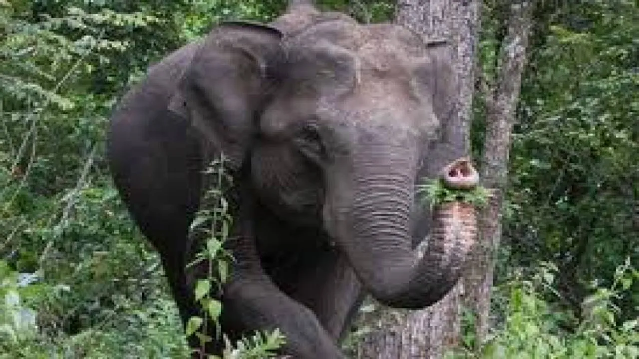 Wild elephants unleash panic in Mayurbhanj district