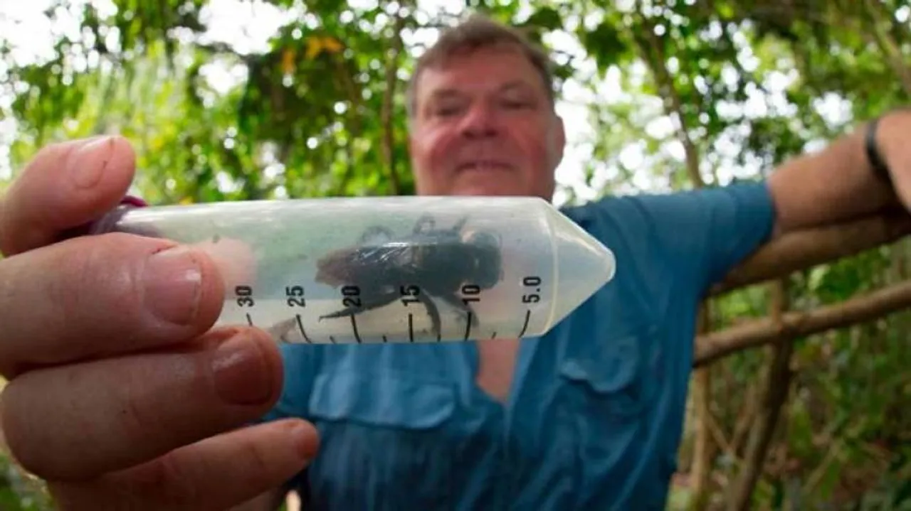 World's largest bee spotted for the first time since 1981