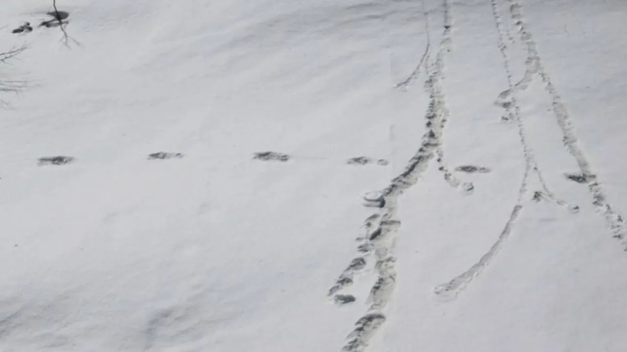 Curiosity, controversy over Army's Yeti trace claim