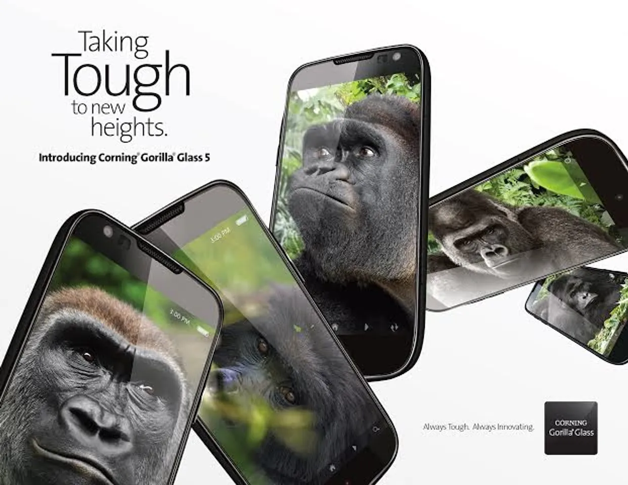 Gorilla