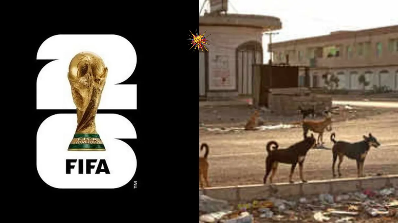 Morocco Plans Mass Culling of Stray Dogs Ahead of 2030 FIFA World Cup
