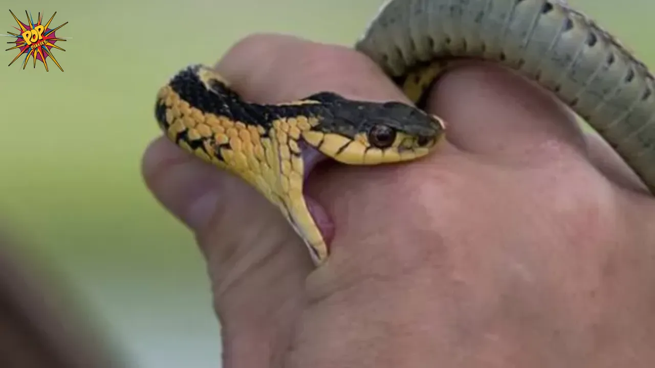 Snakebite