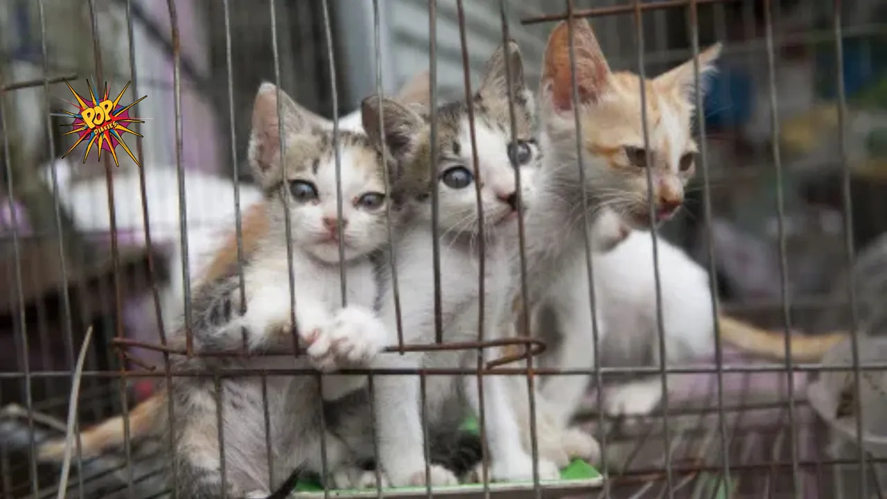 South Korean Man Sentenced for Killing Over 20 Cats Adopted Under False Pretenses
