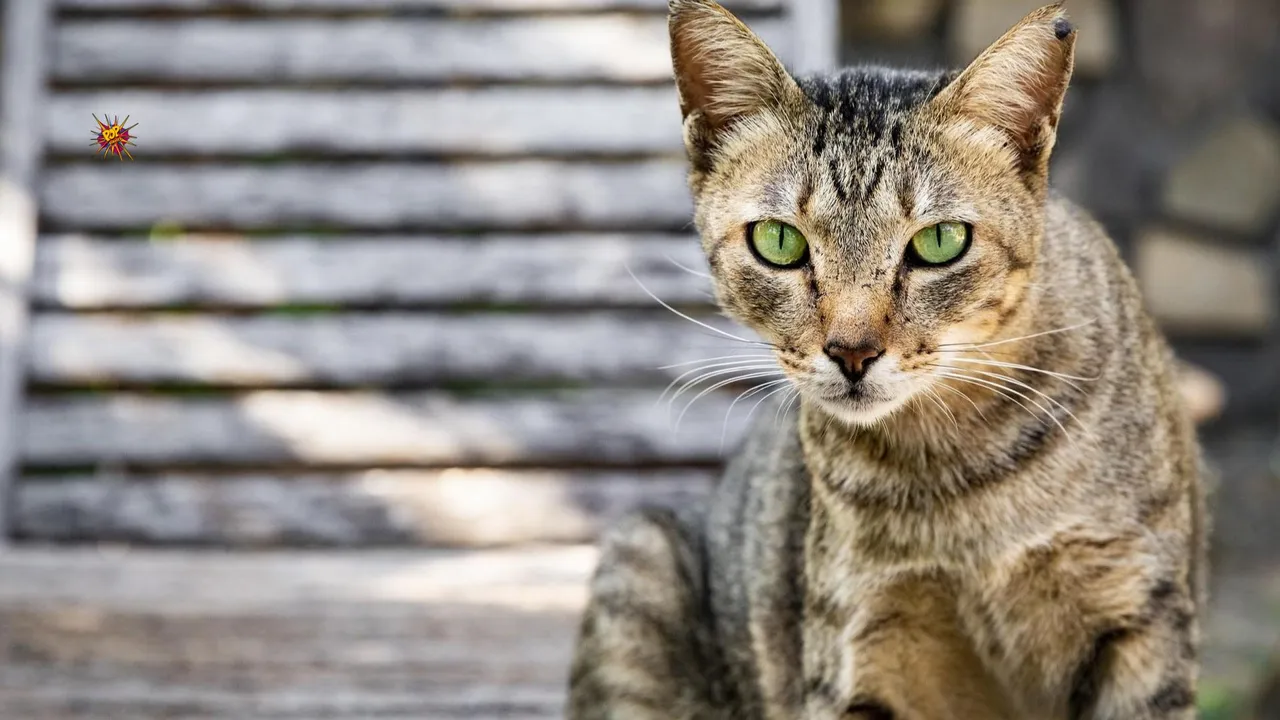 WTF! Five Dead in Attempt to Rescue Cat from Abandoned Well
