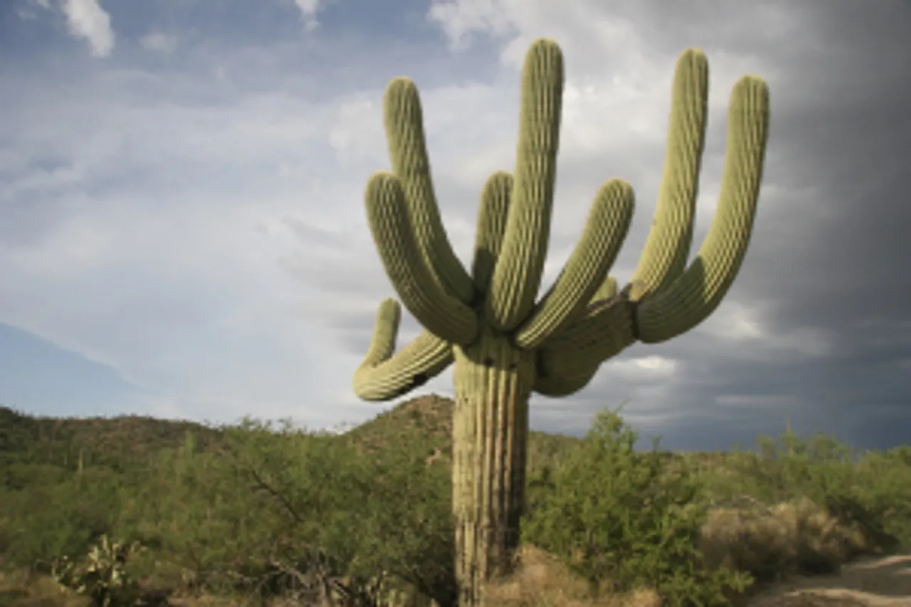 cactus