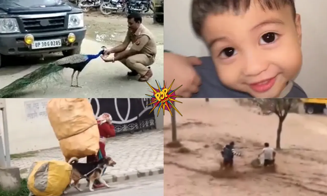 viral videos.png