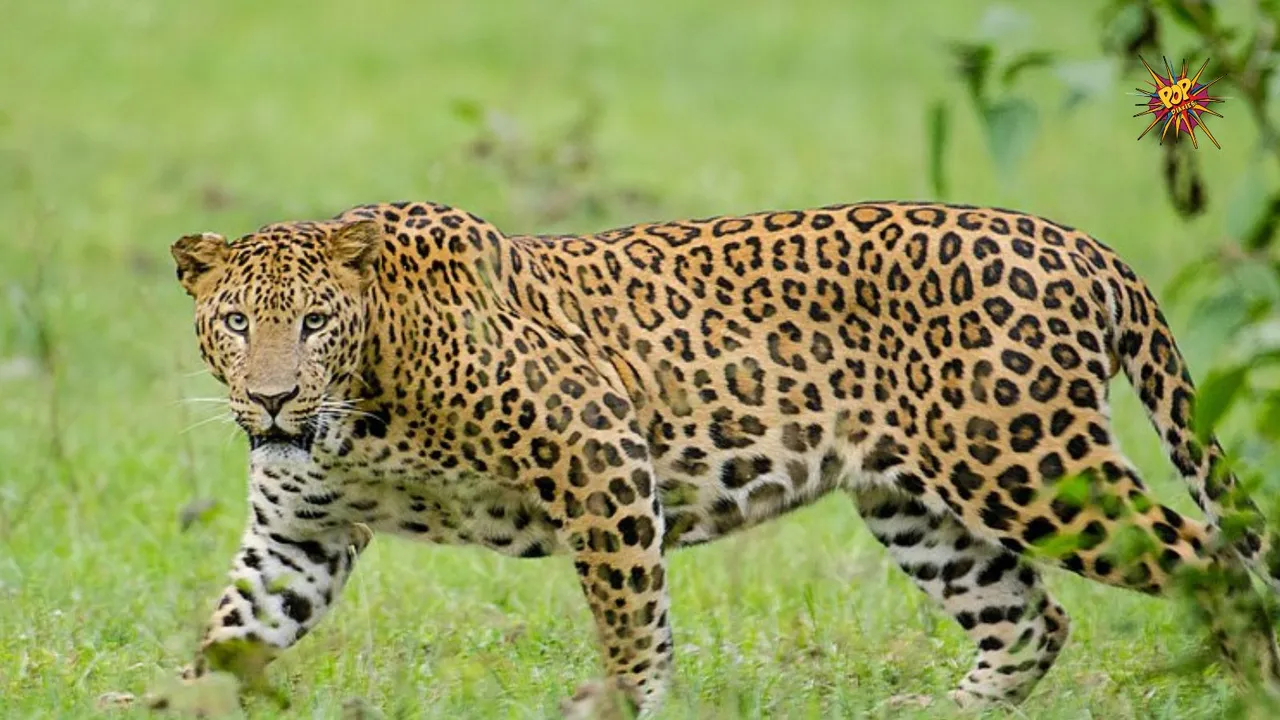 leopard