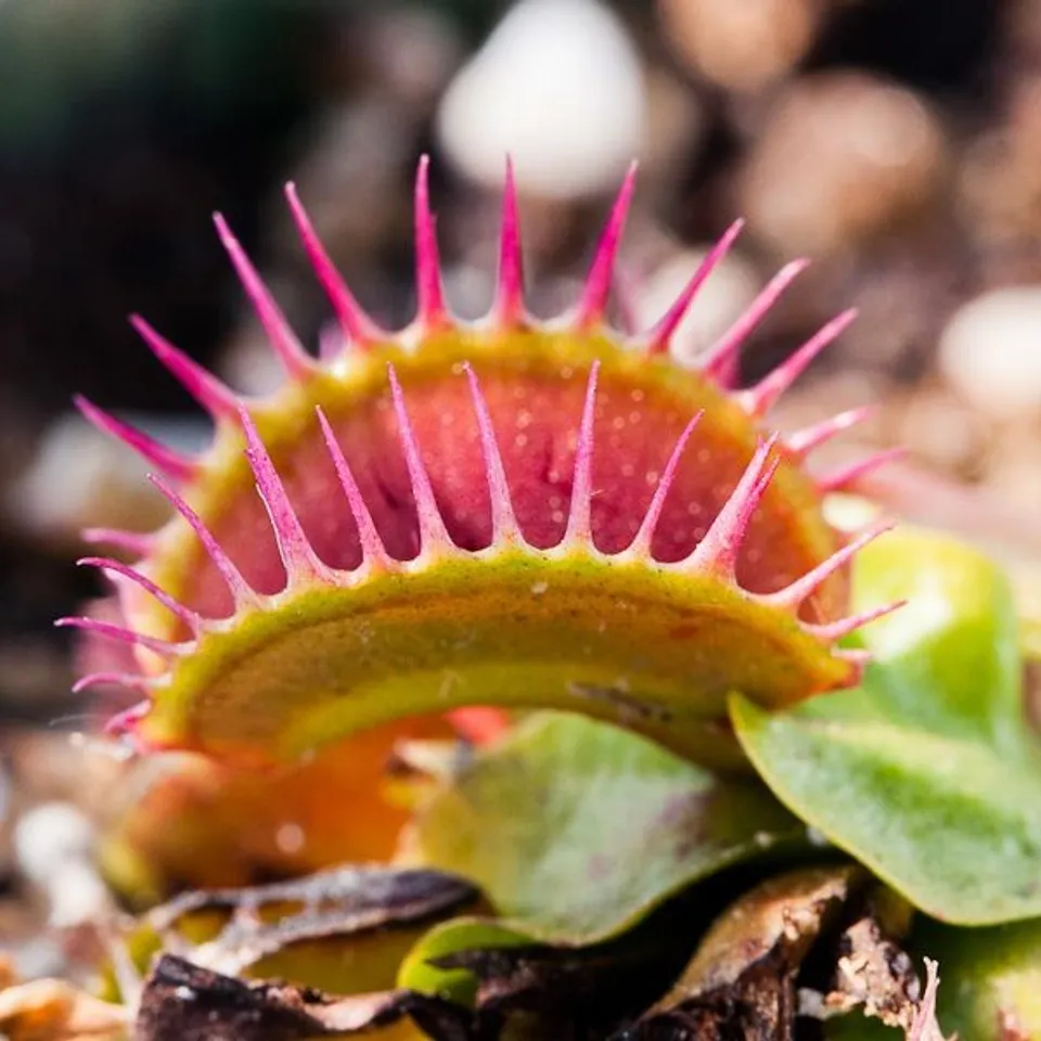Vft