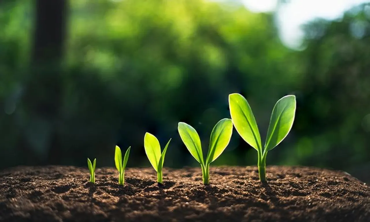 Plants for Spiritual Growth