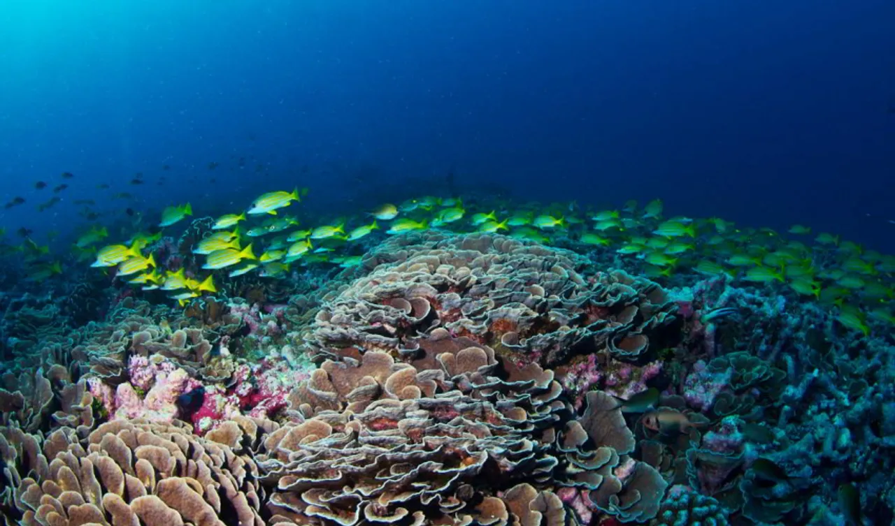 Coral Reefs