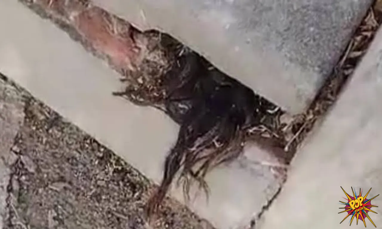 Shocking! Man Discovers Hair Poking Out Of A 100-Year Old Grave