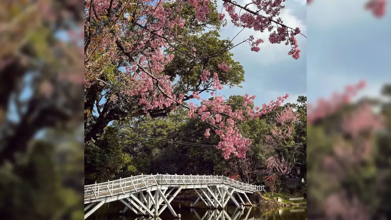 Shillong Cherry Blossom Festival