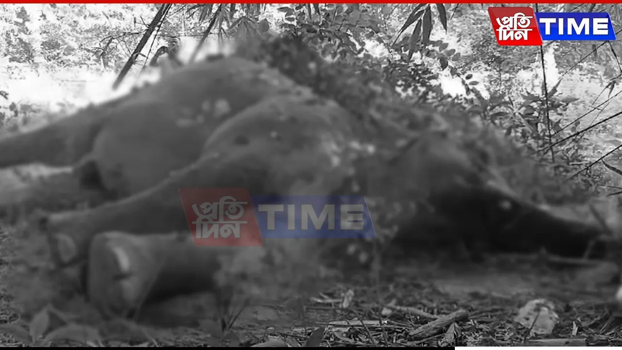 wild Elephant found dead near Guwahati