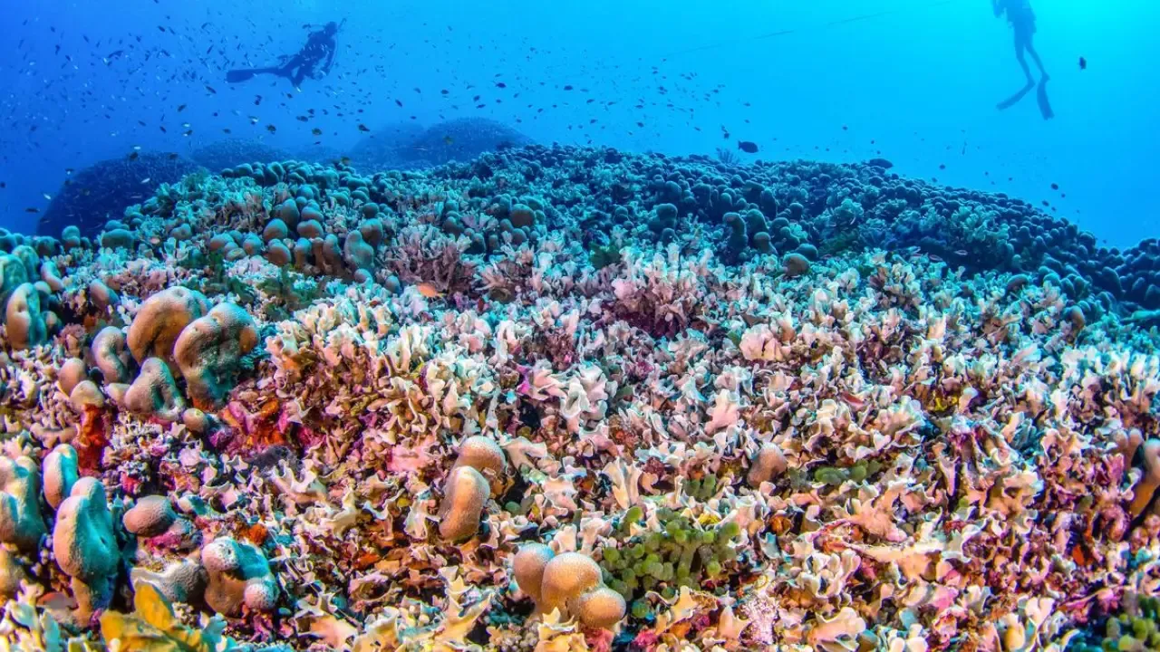 World's largest coral discovered near Solomon Islands