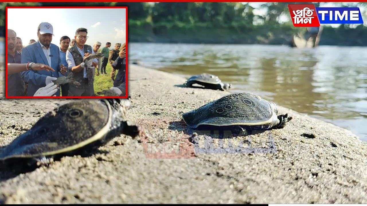 Kaziranga's Efforts to Save Critically Endangered Black Softshell Turtles