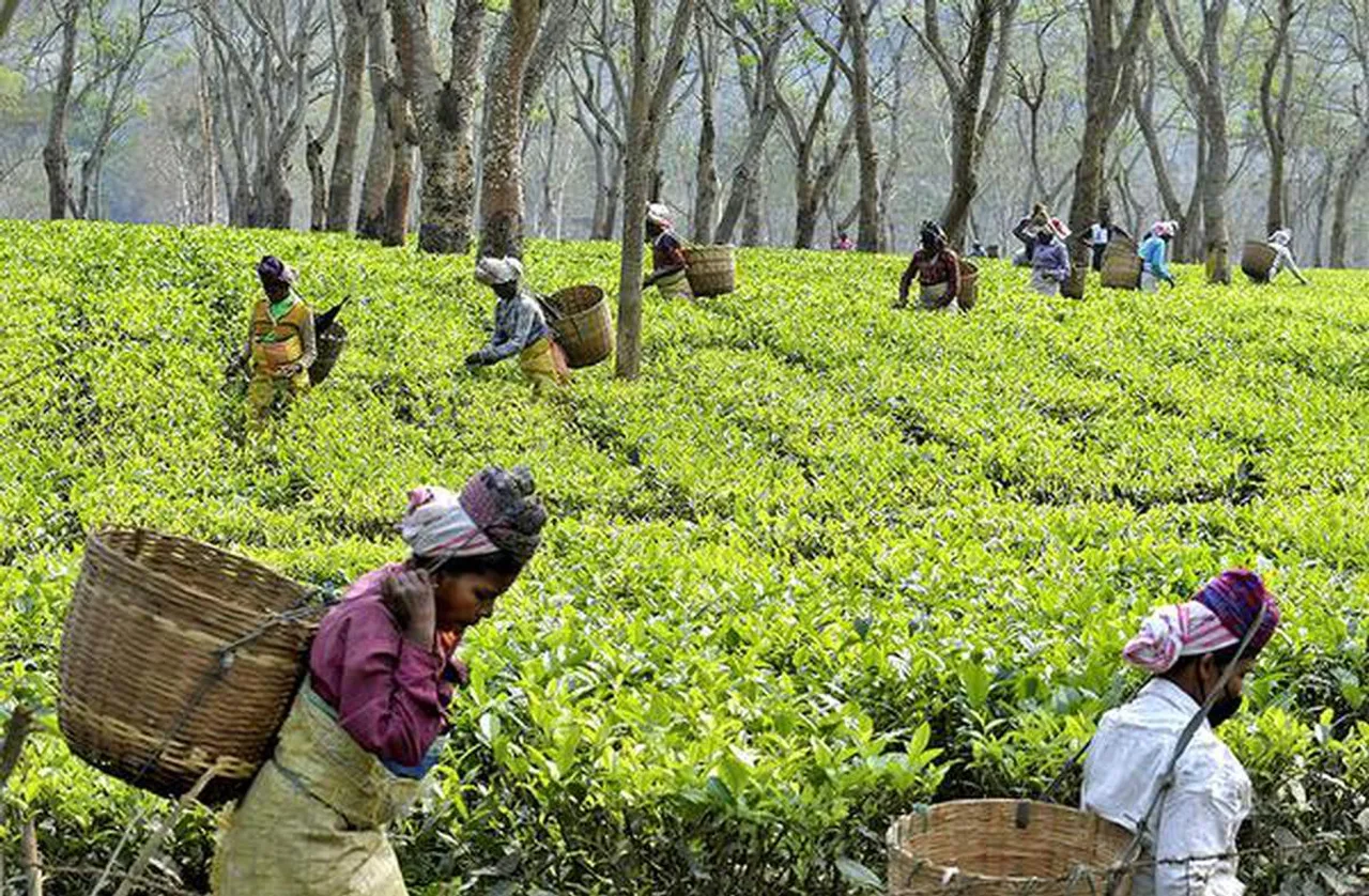 Assam tea workers
