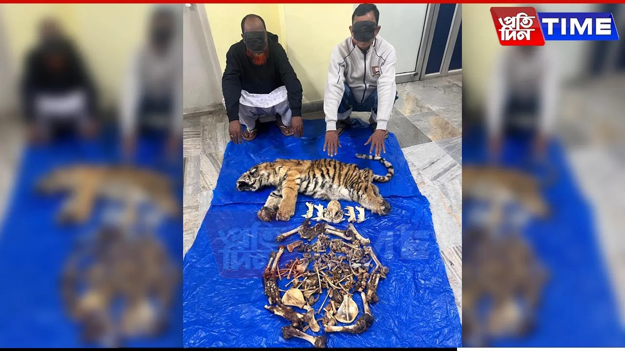 Assam: Customs Department Seizes Tiger Skin in Nagaon, Arrests 2