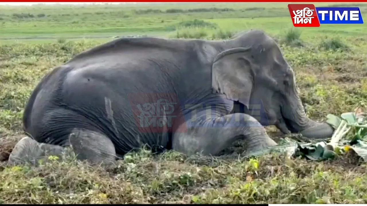 Kaziranga Elephant Found Ailing in Gohpur, Medical Team On-Site