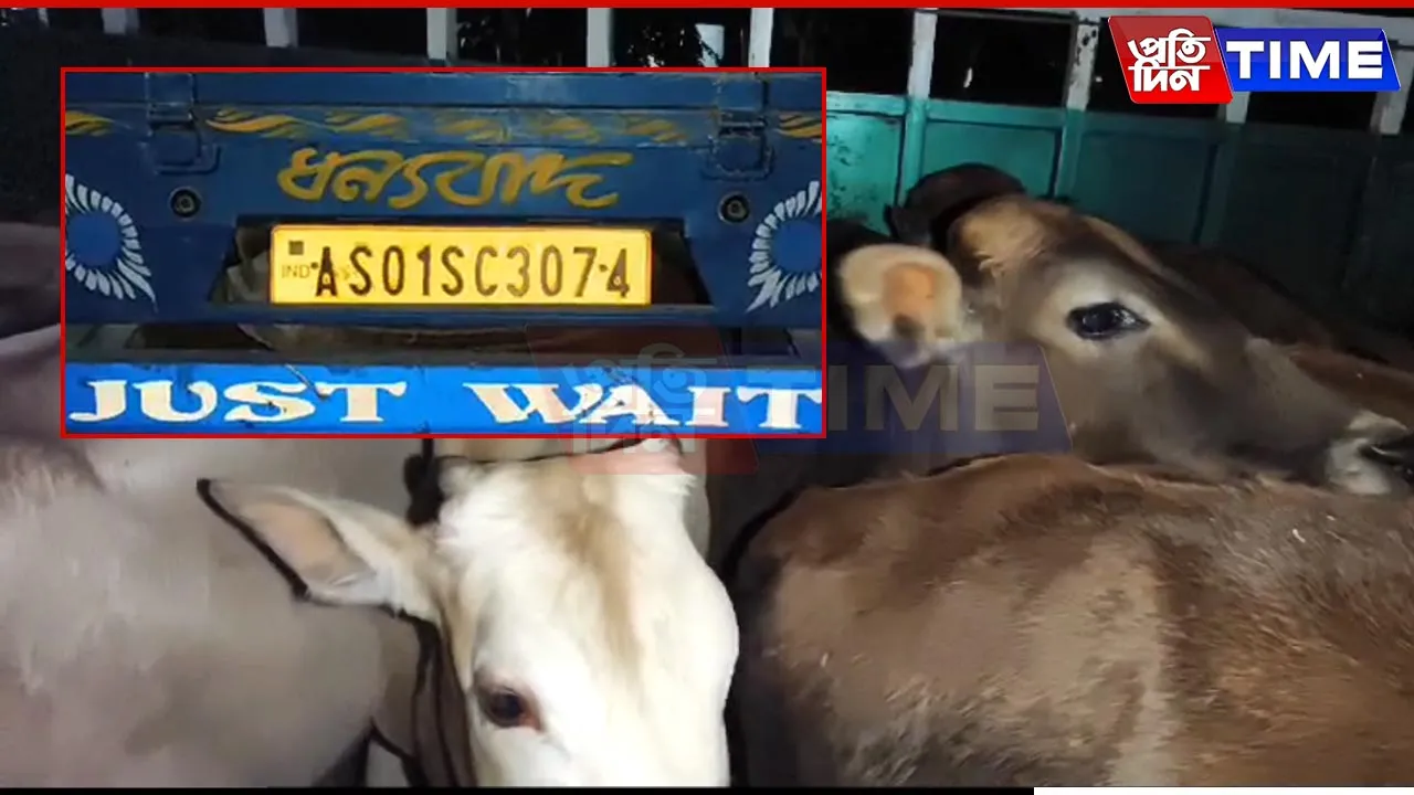 18 Arrested in Nagaon as Police Foil Cattle Smuggling Attempt to Meghalaya