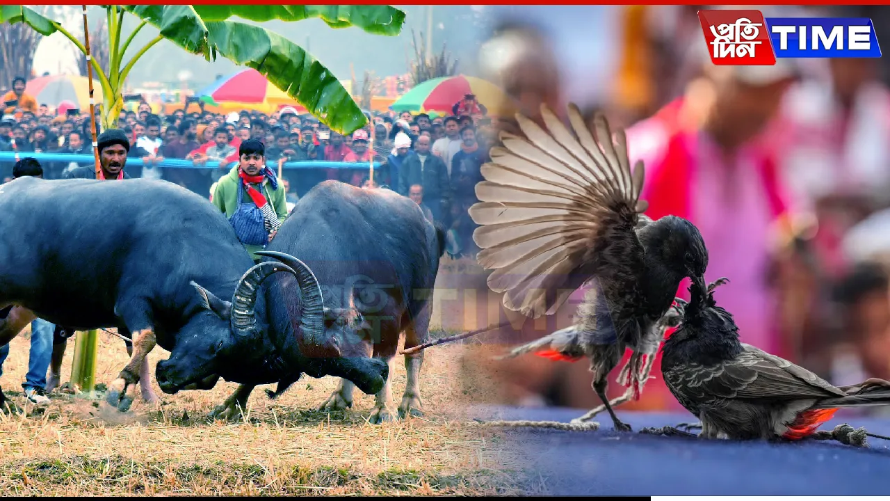 Gauhati HC Bans Buffallo, Bulbul Fights In Assam
