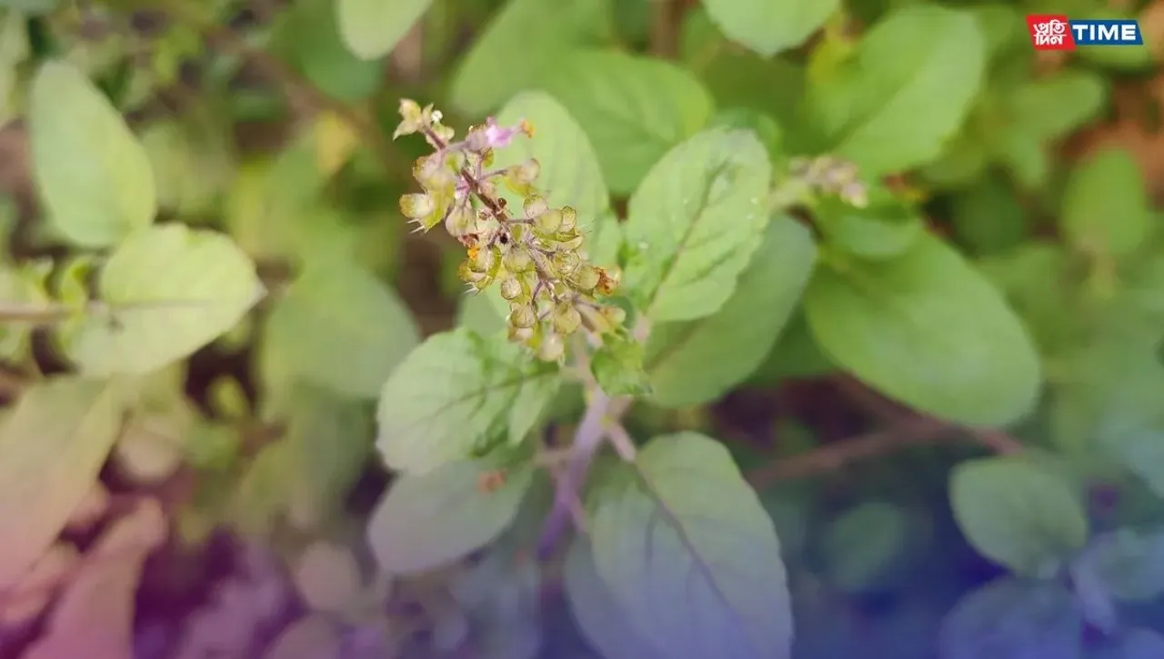 Tulsi Pujan Diwas Wishes, Quotes, and Captions