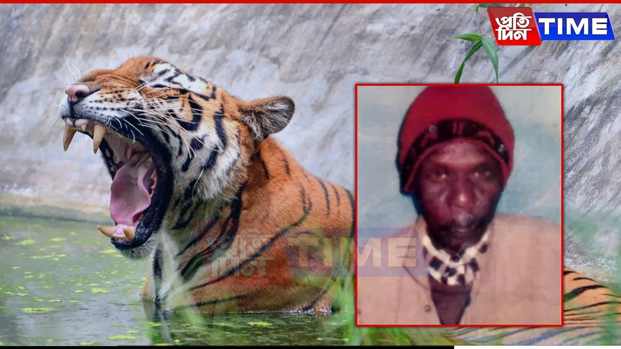 Tiger Kills Man in Assam's Kaliabor, Dismembered Body Found