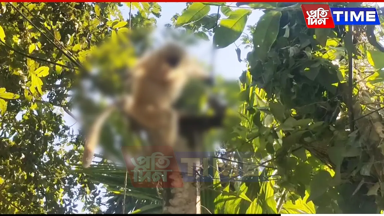 langur web