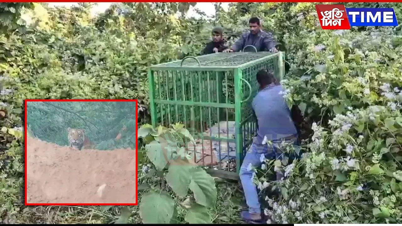 Man-Eating Tiger Spotted Roaming Freely in Kaliabor, Raising Fears Among Locals