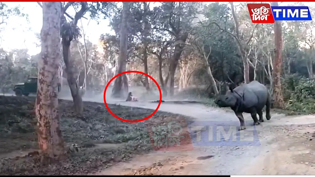 Close Call at Kaziranga: Woman Falls in Front of Rhinos, Captured on Camera
