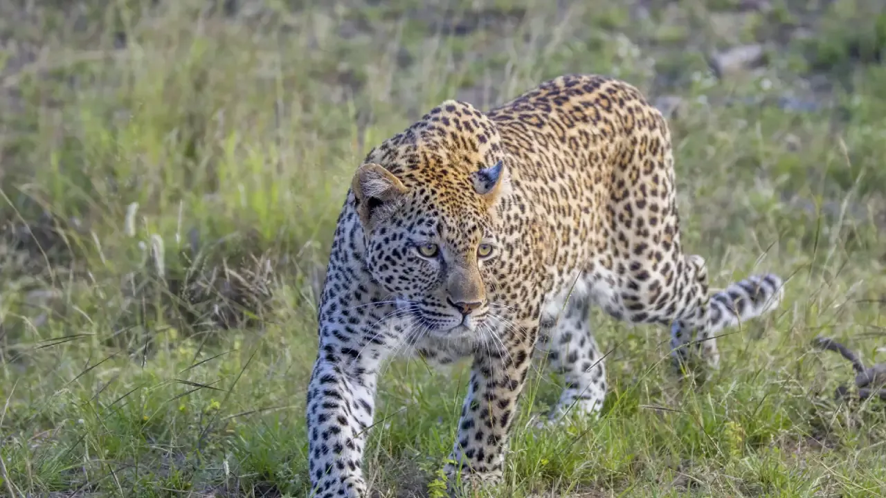 Leopard Attacks, Injures Multiple Pedestrians In Assam's Doomdooma