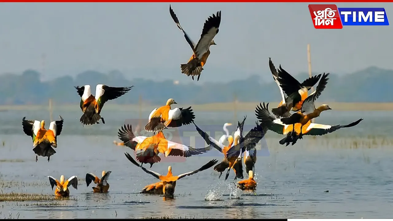 Asian Water Bird Census 2025 Records 12,245 Birds Across 105 Species at Deepor Beel