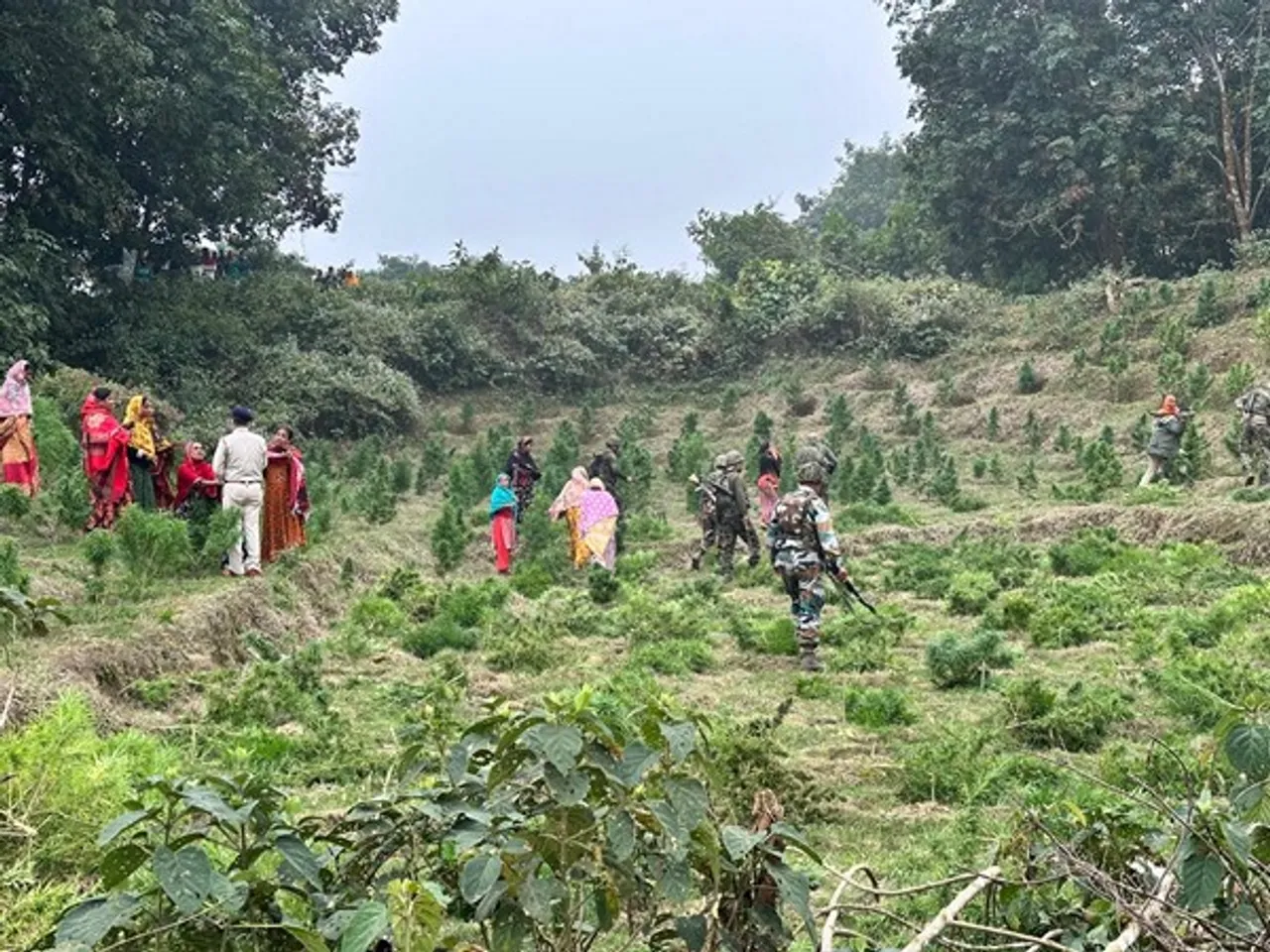 Cannabis plantation in Tripura