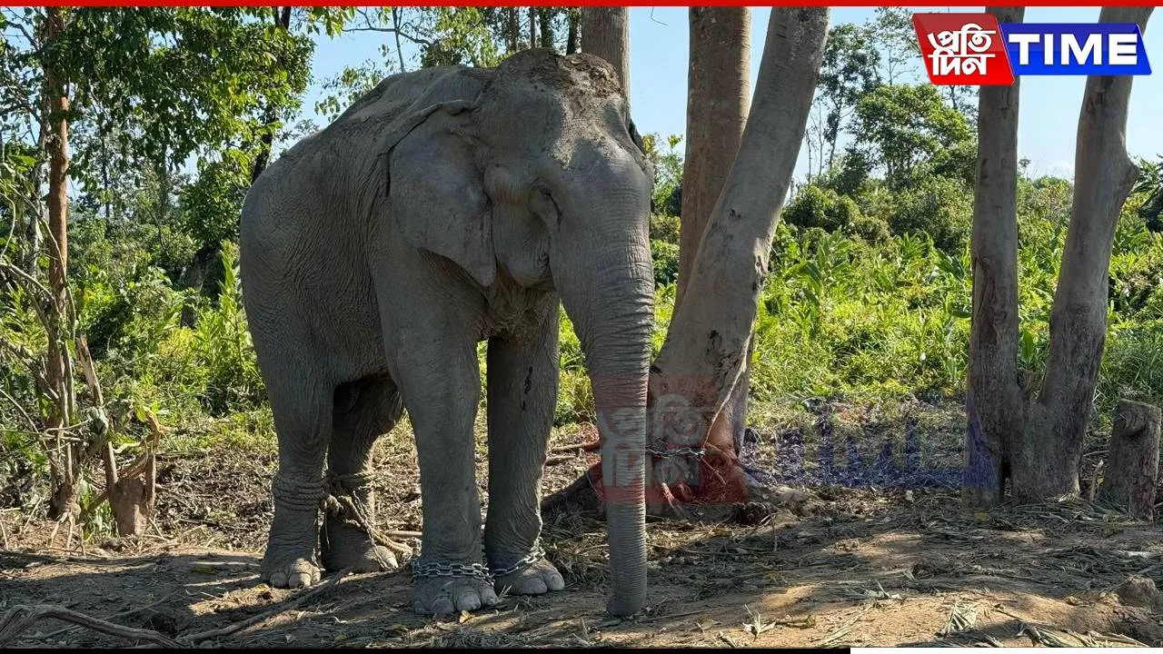 Vantara Details Rescue of 20 Elephants Amid Elephant Transfer Outcry