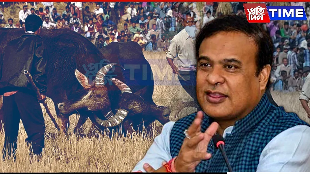 New Law to Allow Traditional Buffalo Fights in Assam: CM Sarma