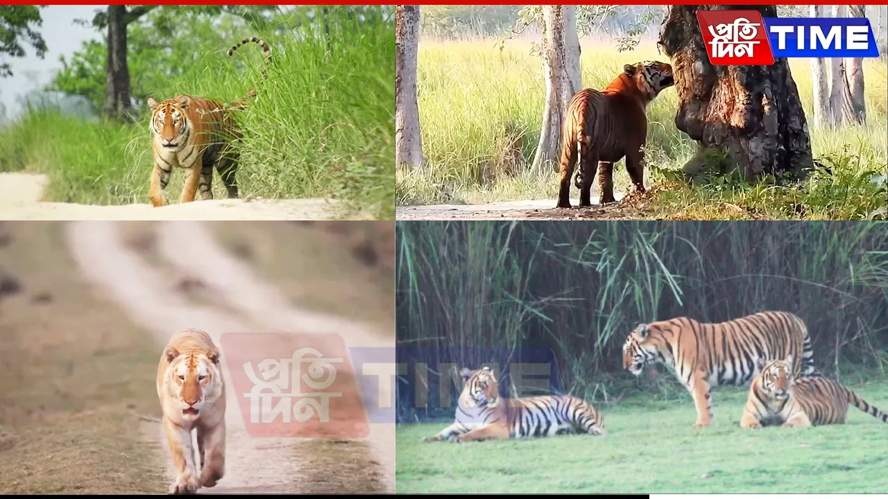 Kaziranga Sets Up Cameras for Tiger Monitoring, Golden Tiger Cub Draws Attention