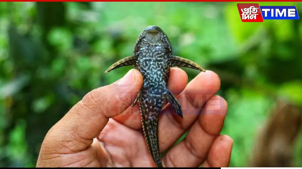 Crocodile Catfish Raises Alarm in Guwahati’s Bahini River: A Growing Ecological Threat?