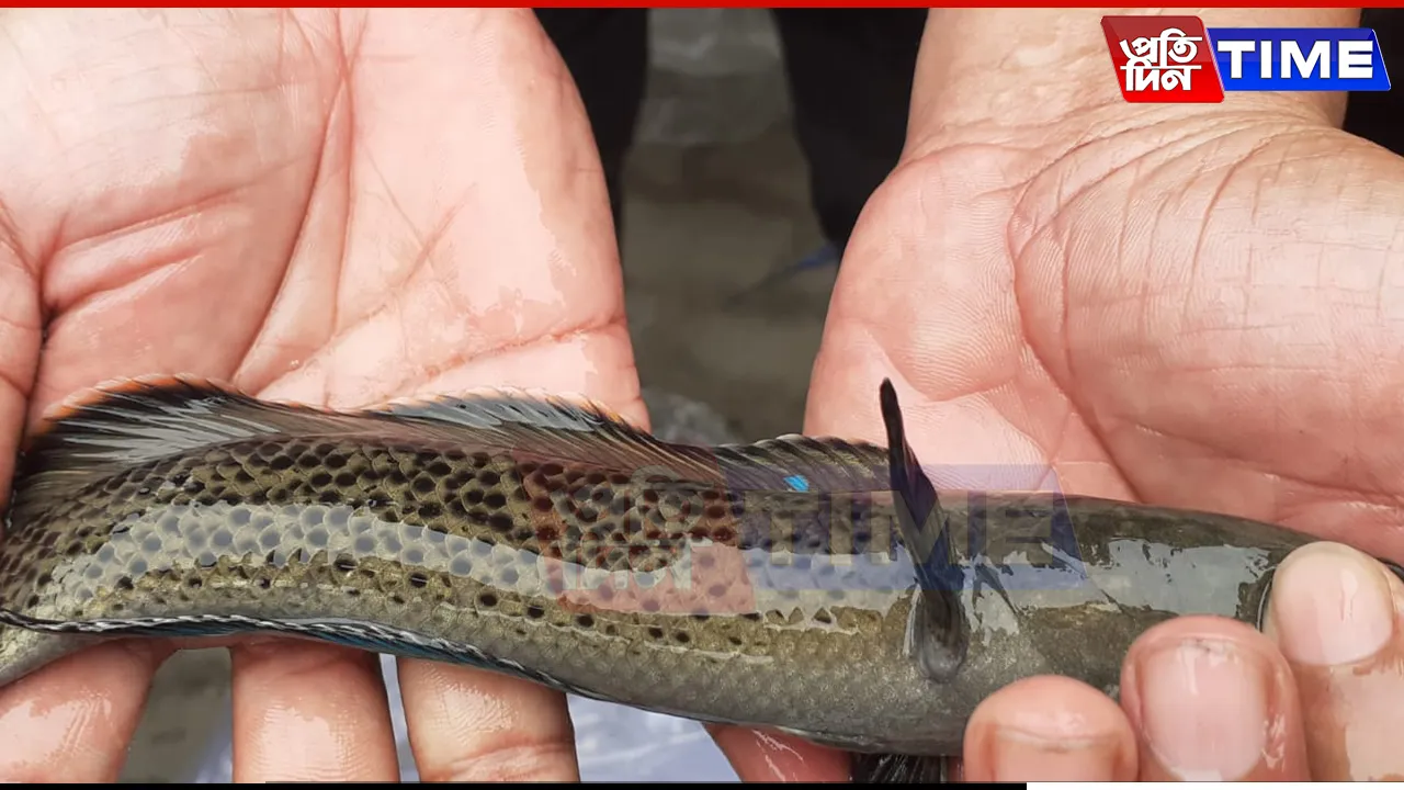 Assam: Over 2,200 Rare Fish Seized at Dibrugarh Airport