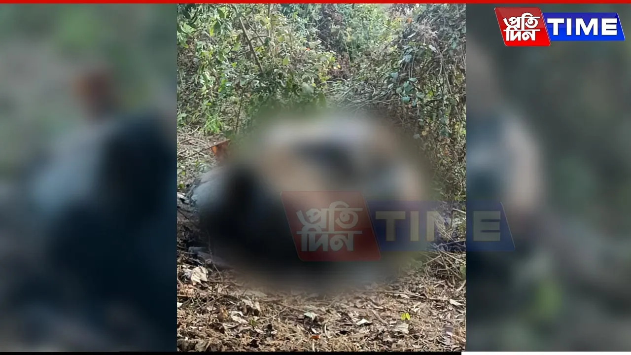 Pregnant Elephant Poached, Flesh Carved Off in Assam-Meghalaya Border Forest