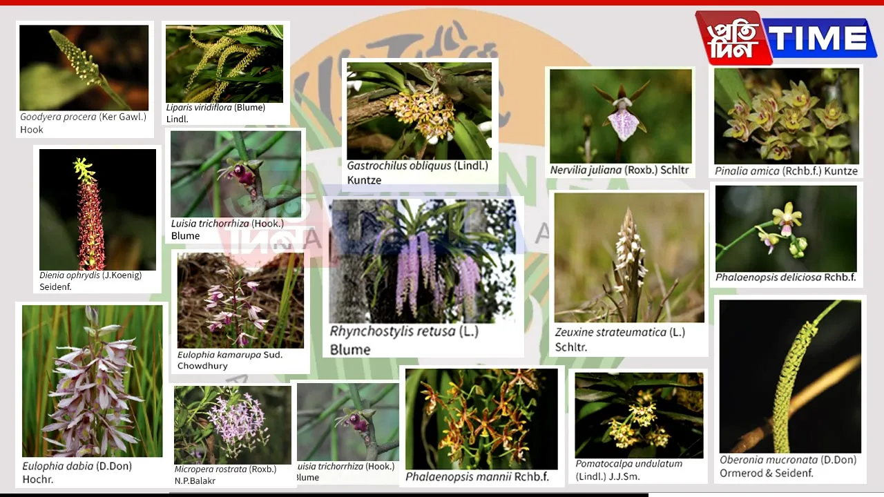 Kaziranga’s Hidden Gems: A Paradise of Orchids Yet to Be Fully Discovered