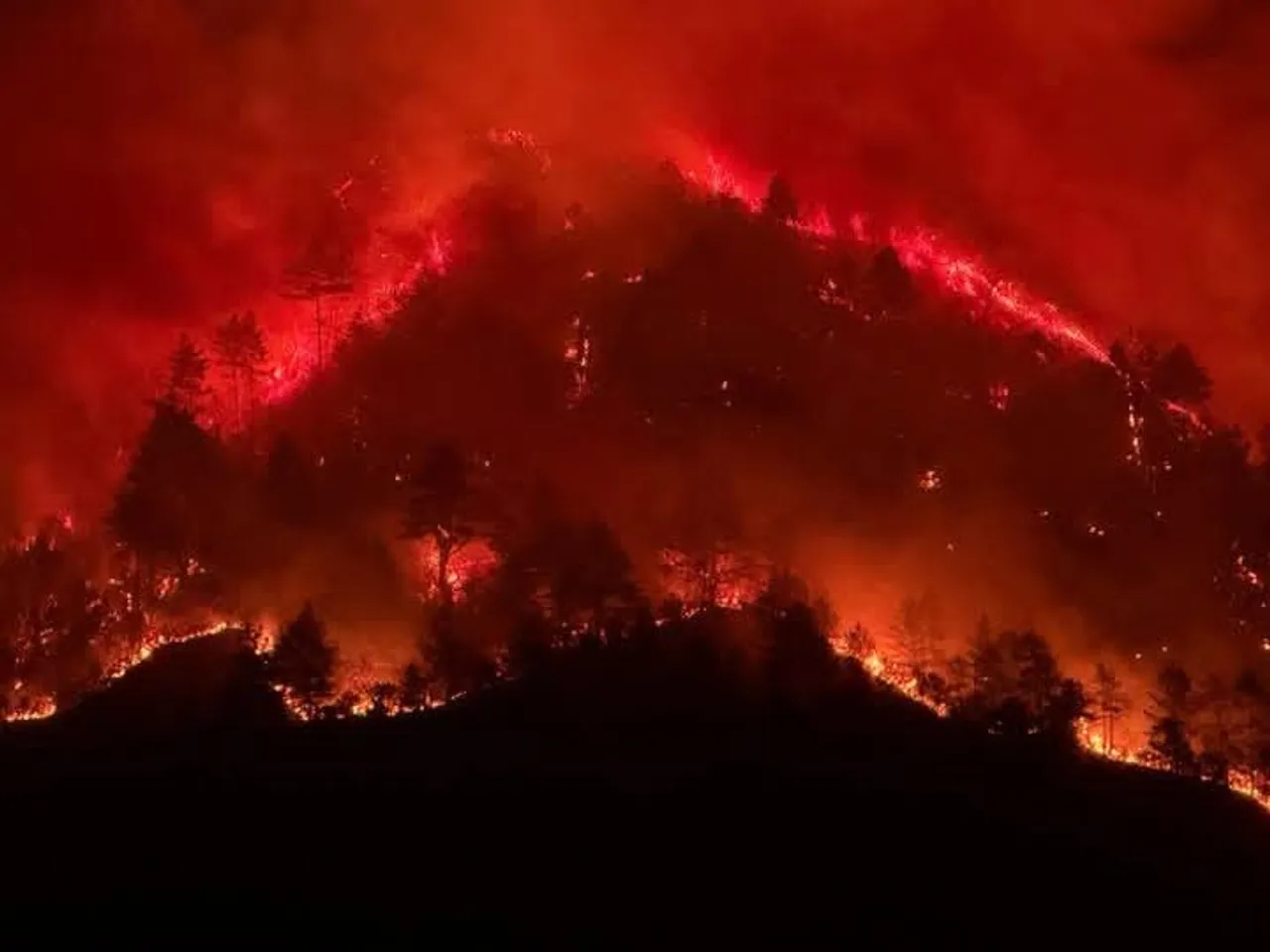 Forest fire