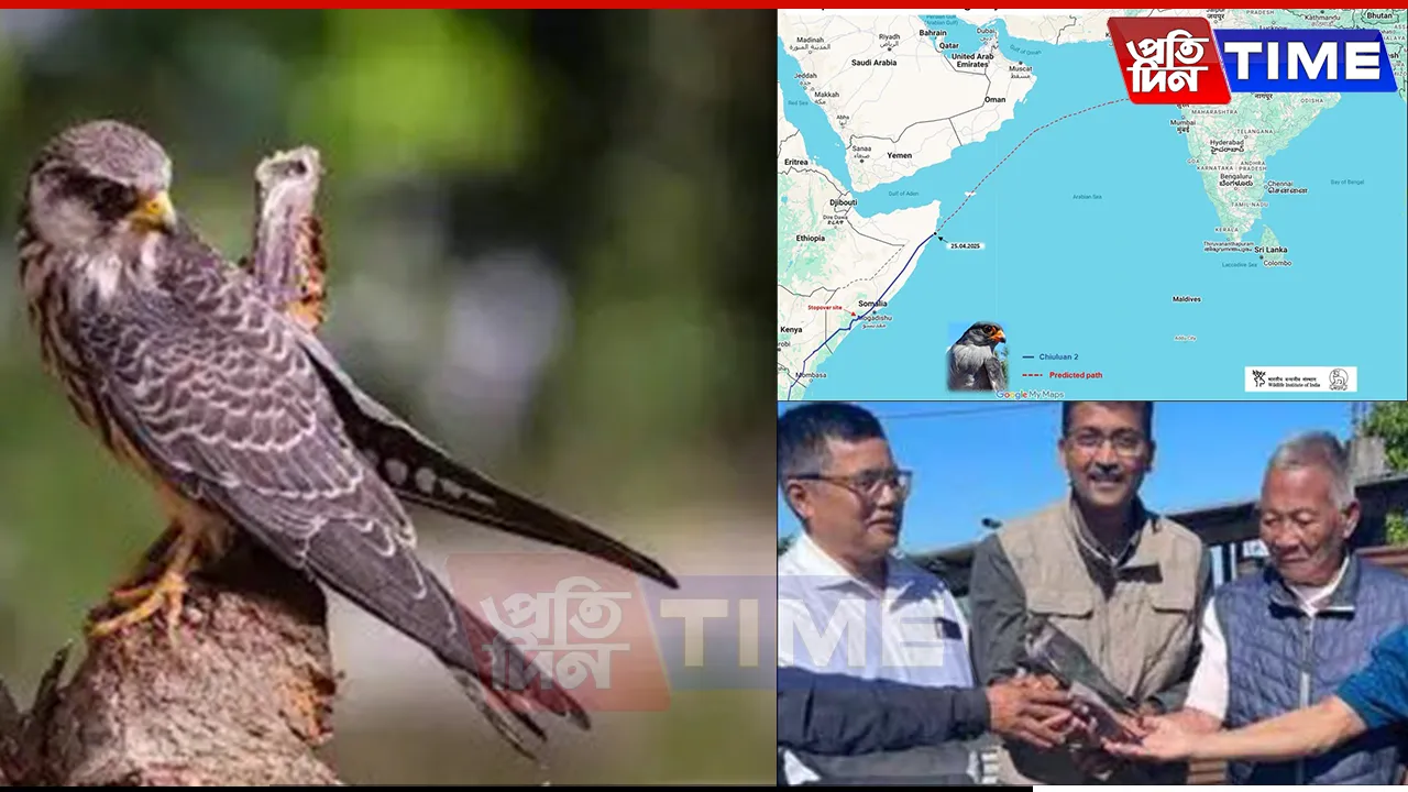 Unstoppable Amur Falcon ‘Chiuluan2’ Reaches India After 3,800-km Nonstop Flight, Heads to Northeast
