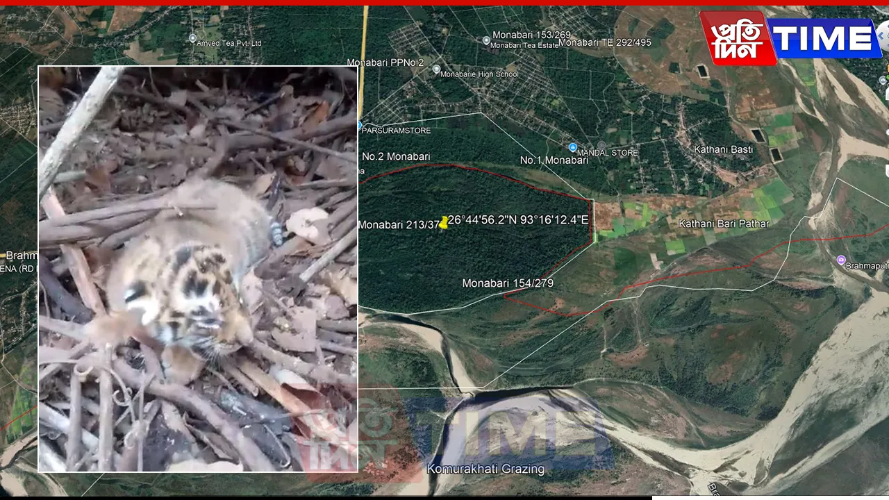 Two Newborn Tiger Cubs Spotted in Kaziranga’s 10th Addition Amid Conservation Policy Row