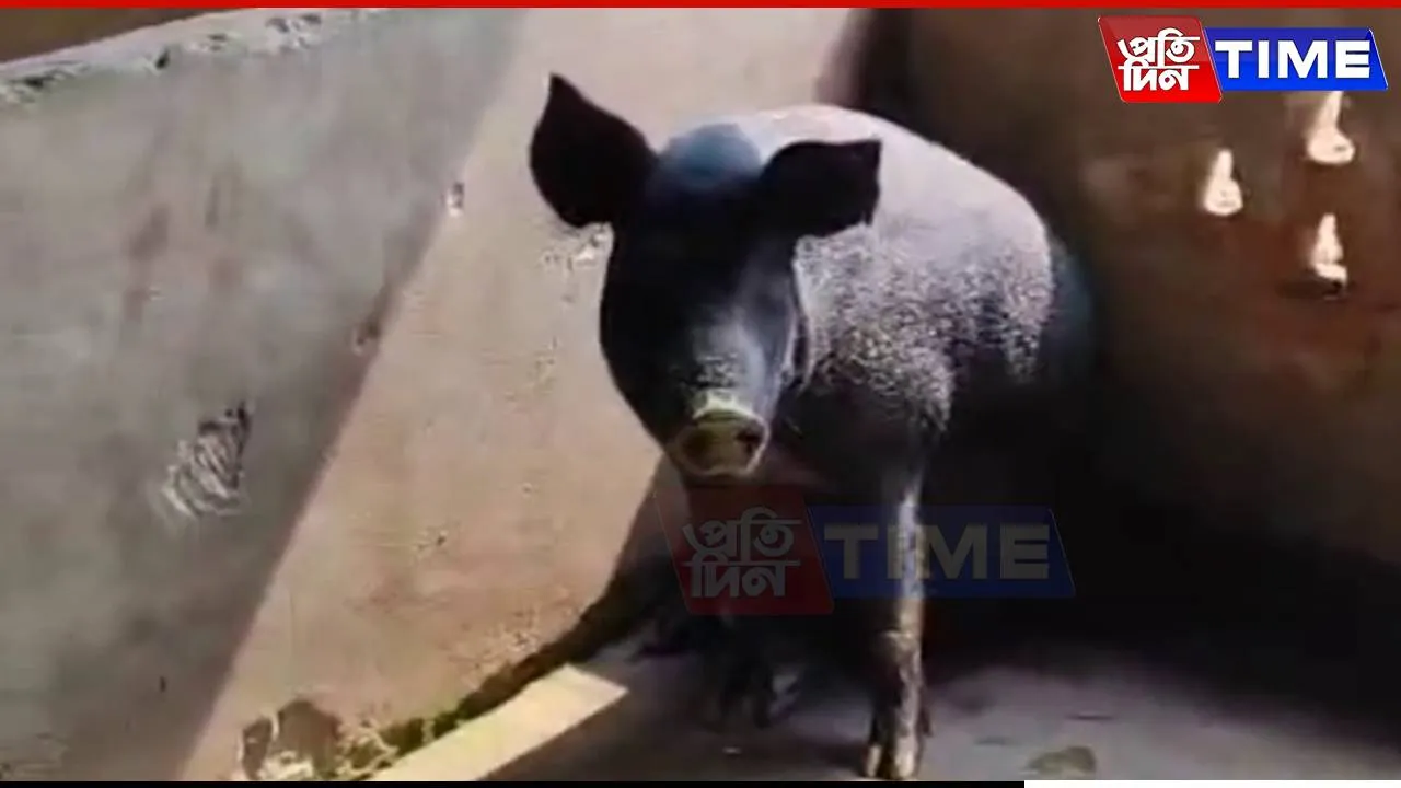 Barpeta Imposes Ban on Pig Trade After African Swine Fever Outbreak