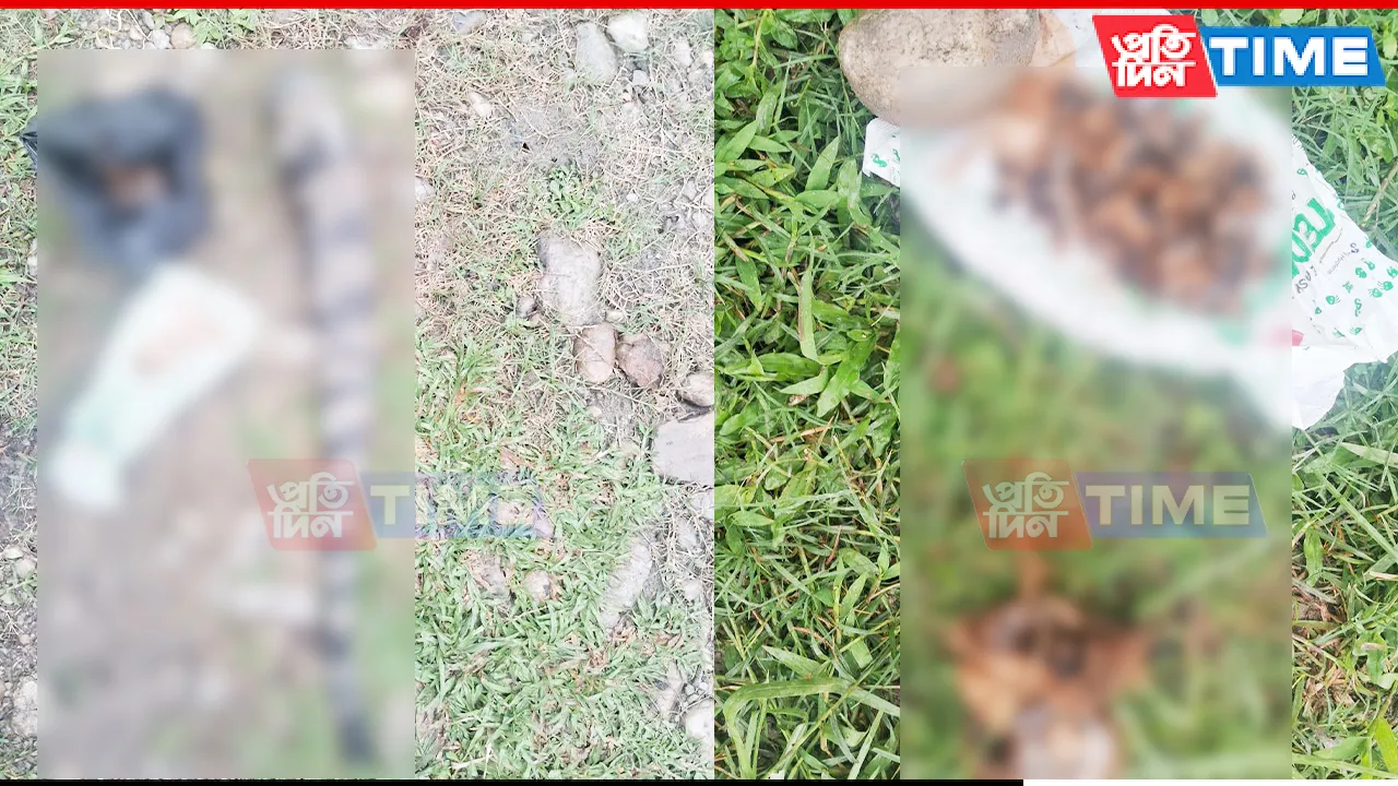 Suspected Royal Bengal Tiger Body Parts Recovered in Golaghat, Assam