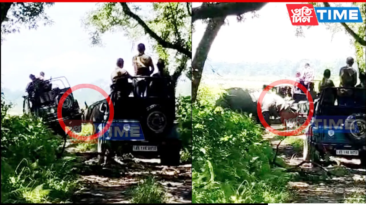 Watch: Rhino Launches Aggressive Attack on Safari Vehicle at Manas National Park