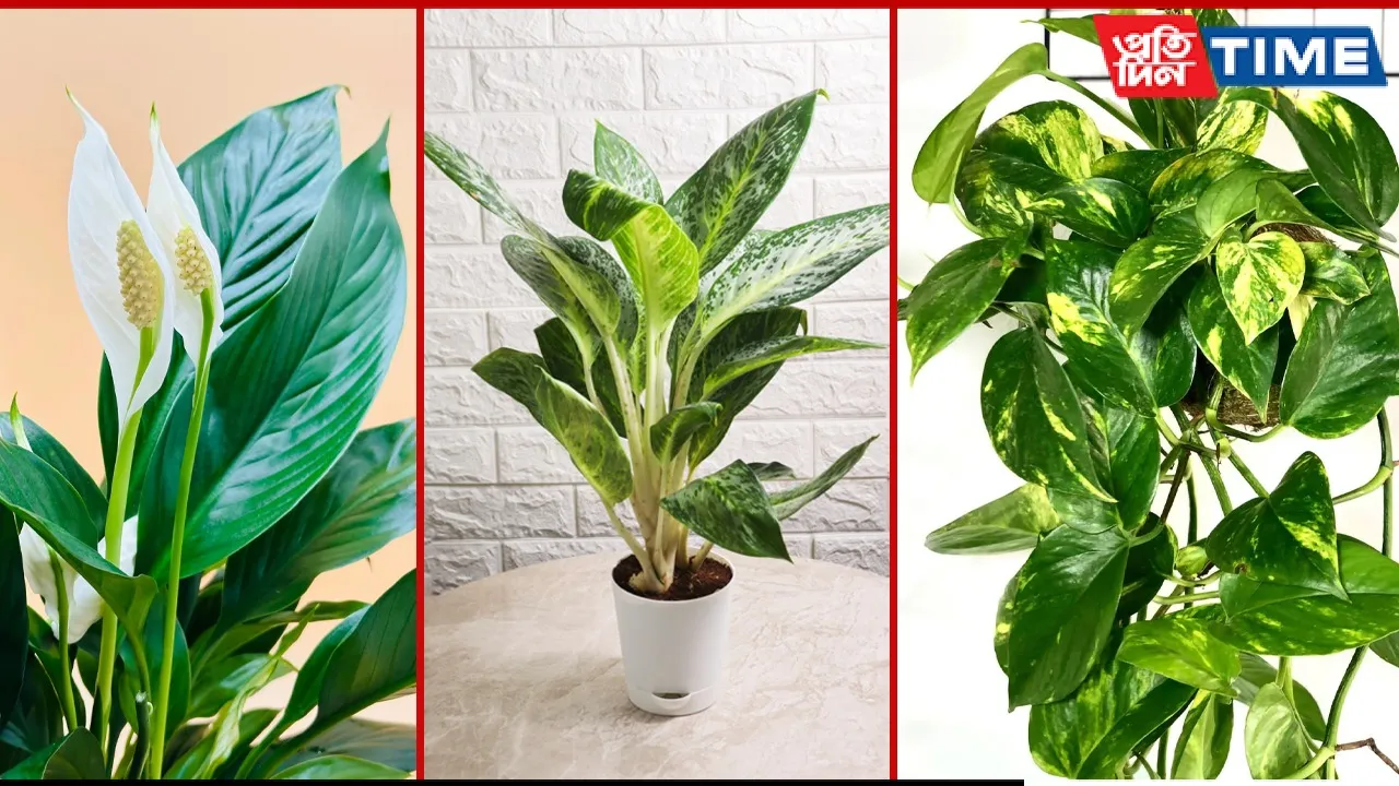 Best Indoor Plants for Oxygen