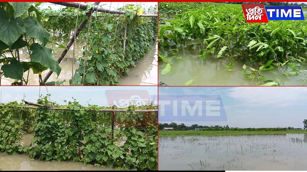 Farmers in Anguish as Floods Ravage Fields in Bongaigaon’s Jogighopa